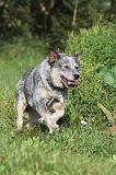 BOUVIER AUSTRALIEN 087